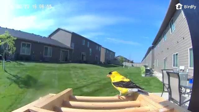 American goldfinch at bird feeder